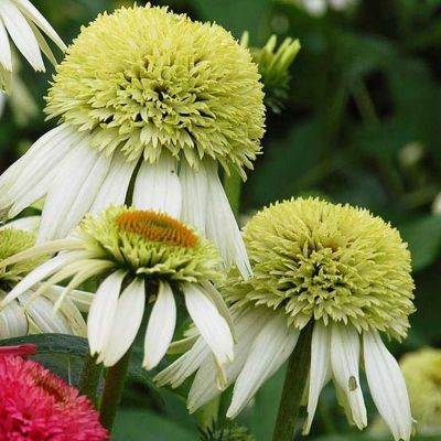 Эхинацея пурпурная Прарайд Блэйз Винтаж Лайм Эхинацея пурпурная Прарайд Блэйз Винтаж Лайм - Dolina-Sad.Ru