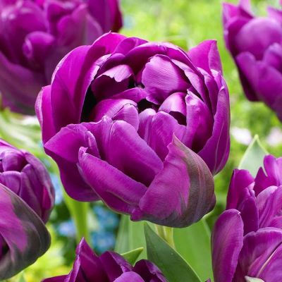 Тюльпан Негрита Дабл Тюльпан Негрита Дабл фото