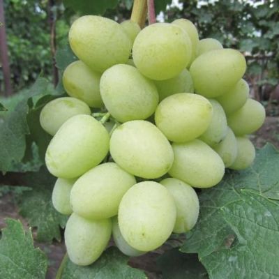 Виноград Дарья Виноград Дарья - Dolina-Sad.Ru