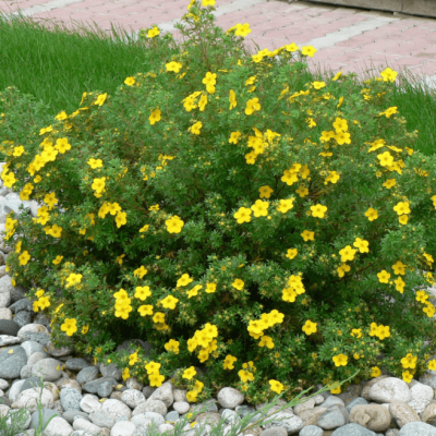 Лапчатка кустарниковая Элизабет фото