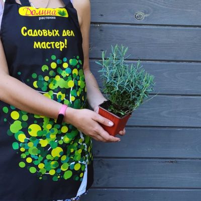 Андромеда многолистная Блю Лагун Андромеда многолистная Блю Лагун - Dolina-Sad.Ru