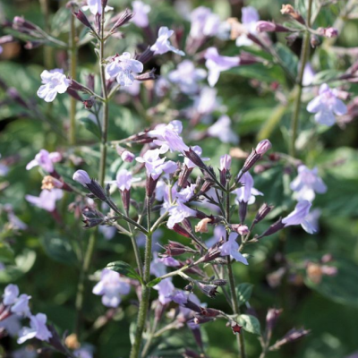 Душевик котовниковый Марвелетте Блю Душевик котовниковый Марвелетте Блю фото