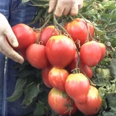 Томат Сахарная Настасья 0,1 г автор. Томат Сахарная Настасья 0,1 г автор. фото