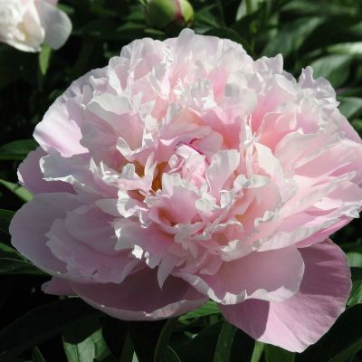 Пион Леди Александр Дафф - Dolina-Sad.Ru