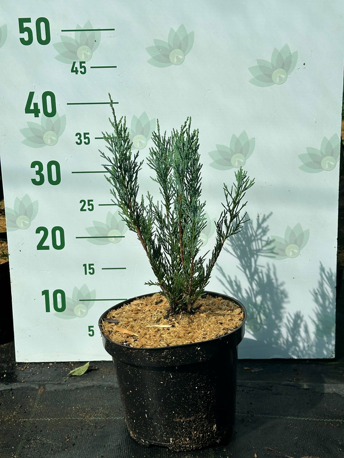 Можжевельник скальный Мунглоу, C3 Можжевельник скальный Мунглоу, C3 - Dolina-Sad.Ru