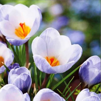 Крокус Блю Перл Крокус Блю Перл фото