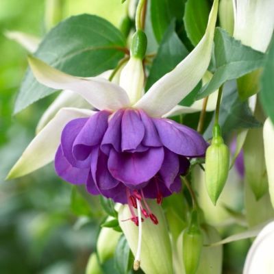 Фуксия Блю Ангел - Dolina-Sad.Ru