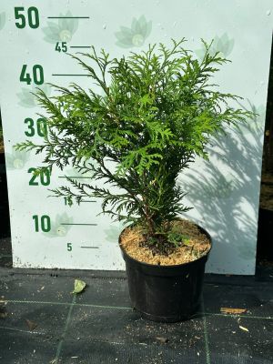 Туя западная Литл Чемпион, С2 - Dolina-Sad.Ru