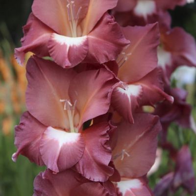 Гладиолус Босса Нова - Dolina-Sad.Ru