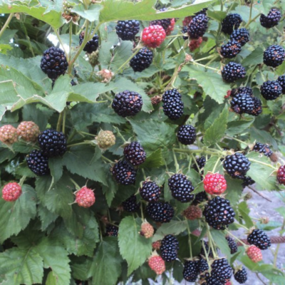 Ежевика Блек Мэджик Ежевика Блек Мэджик - Dolina-Sad.Ru