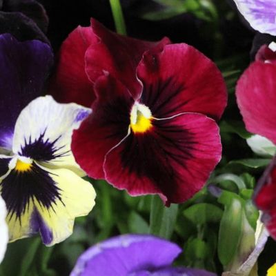 Анютины глазки Лаура фото