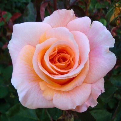 Роза Конфиденс - Dolina-Sad.Ru