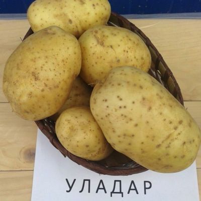 Картофель Уладар 1/Ранний - Dolina-Sad.Ru