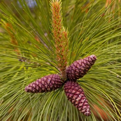 Сосна желтая Сосна желтая фото