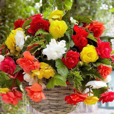 Бегония Ампельный Микс Бегония Ампельный Микс фото