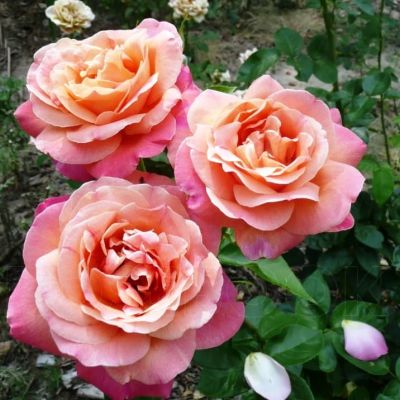 Роза Чикаго Пис фото