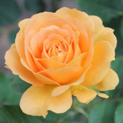 Роза Свит Хоней фото