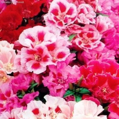 Годеция Красавица, Махровые смесь Годеция Красавица, Махровые смесь фото