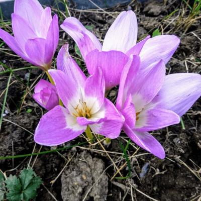 Безвременник Виолет Квин Безвременник Виолет Квин фото