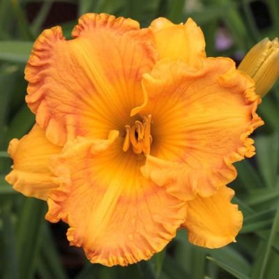 Лилейник махровый Оранж фото