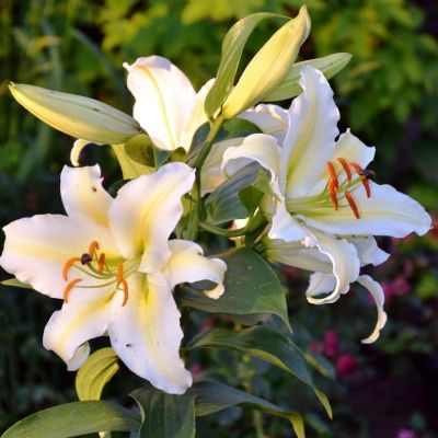 Лилия Чилаут Лилия Чилаут фото