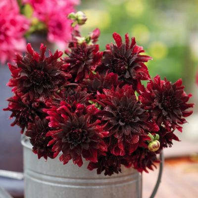 Георгина Рип Сити Георгина Рип Сити - Dolina-Sad.Ru