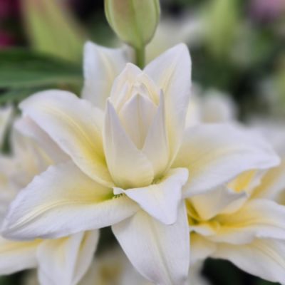 Лилия Роузлили Ирвана Лилия Роузлили Ирвана - Dolina-Sad.Ru