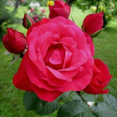 Роза Хайдельберг Роза Хайдельберг фото