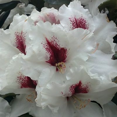 Рододендрон Пикобелло Рододендрон Пикобелло фото