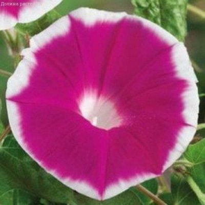 Ипомея Розовое наслаждение фото