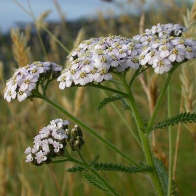 Тысячелистник обыкновенный Тысячелистник обыкновенный - Dolina-Sad.Ru