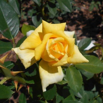 Роза ГолдСтар - Dolina-Sad.Ru