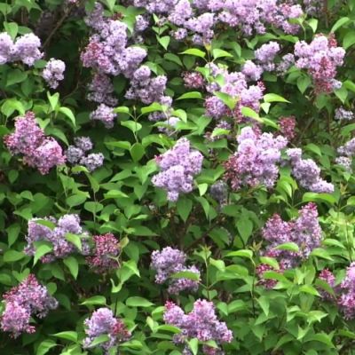 Сирень венгерская Сирень венгерская - Dolina-Sad.Ru