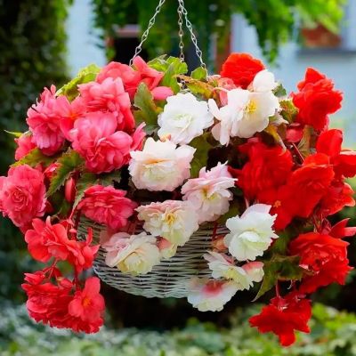 Бегония Ампельный Микс Бегония Ампельный Микс фото