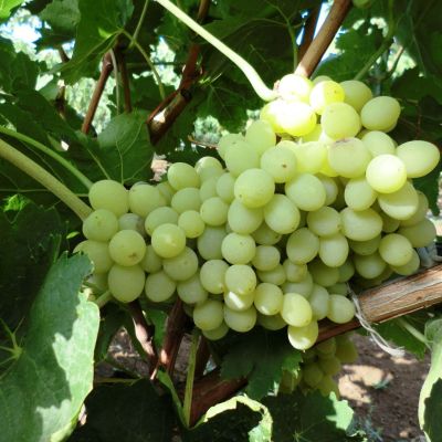 Виноград Гарольд Виноград Гарольд фото