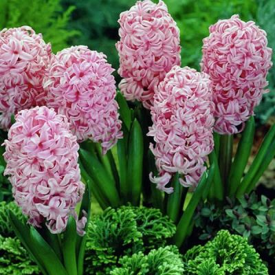 Гиацинт Розетта Махровый Гиацинт Розетта Махровый фото