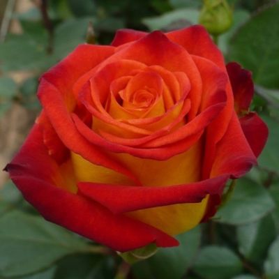 Роза Френдшип Роза Френдшип - Dolina-Sad.Ru