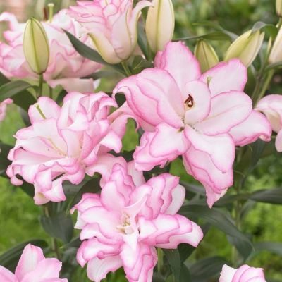 Лилия Роузлили Аннушка Лилия Роузлили Аннушка - Dolina-Sad.Ru