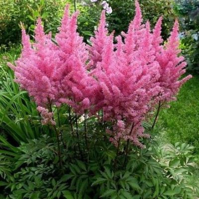 Астильба Глория Пурпурея Астильба Глория Пурпурея фото