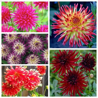 Кактусовые шедевры Кактусовые шедевры фото