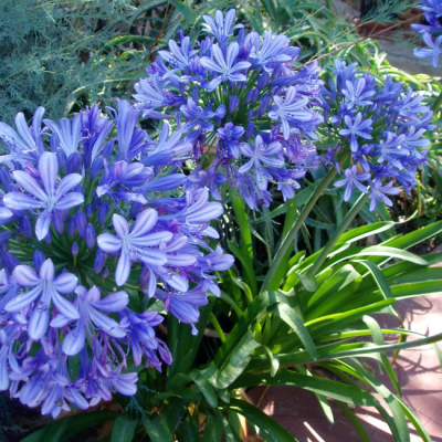 Агапантус Блю фото