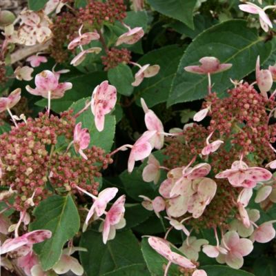 Гортензия метельчатая Дарума Гортензия метельчатая Дарума - Dolina-Sad.Ru