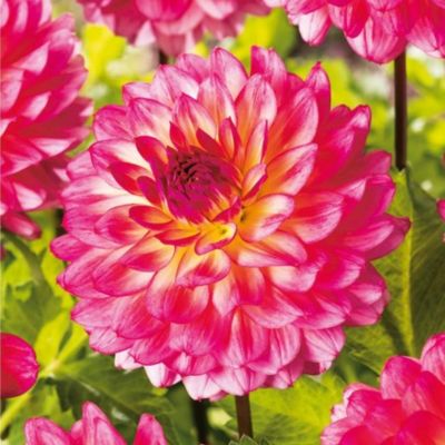 Георгина Арматерас - Dolina-Sad.Ru