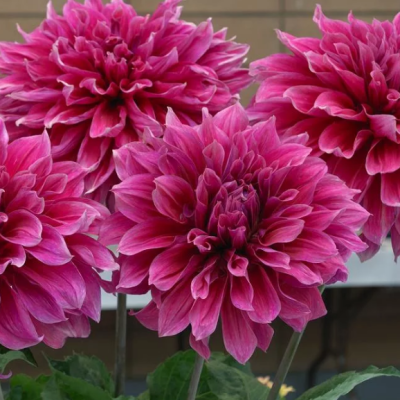 Георгина Страйпд Эмори Пол Георгина Страйпд Эмори Пол фото