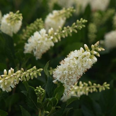 Клетра ольхолистная, С2 - Dolina-Sad.Ru