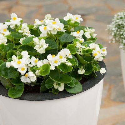 БЕГОНИЯ АМБАССАДОР УАЙТ БЕГОНИЯ АМБАССАДОР УАЙТ - Dolina-Sad.Ru