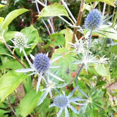 Синеголовник Блю Стар Синеголовник Блю Стар - Dolina-Sad.Ru