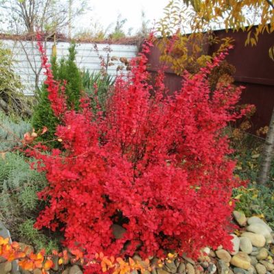 Барбарис тунберга Ред Хот Чили Барбарис тунберга Ред Хот Чили - Dolina-Sad.Ru