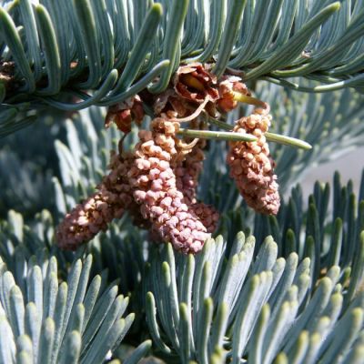 Пихта высокорослая Глаука Пихта высокорослая Глаука фото