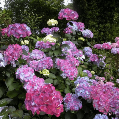 Гортензия пильчатая Прециоза Гортензия пильчатая Прециоза фото